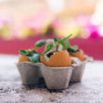 Eierkarton mit offenen Eierschalen, aus denen Pflanzen wachsen.