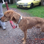 Abgemagerter Hund