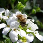 Biene auf Bl&uuml;te