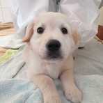 ein kleiner Golden Retriever Welpe