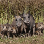 zwei Bachen mit ihren Frischlingen