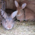 zwei Stallkaninchen