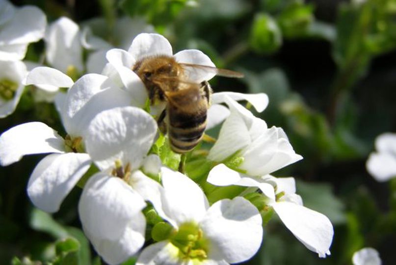 Biene auf Bl&uuml;te