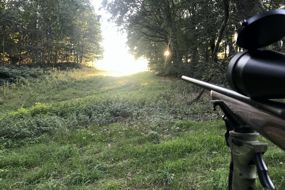 Waldschneise mit Jagdgewehrlauf rechts im Bild