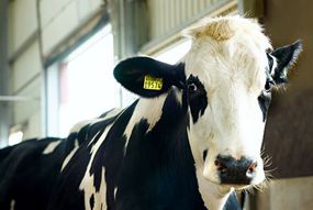 Kopf einer schwarz-wei&szlig; gefleckten Kuh die den Betrachter anschaut