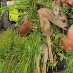 Umsetzung eines Rehkitzes vor der Wiesenmahd
