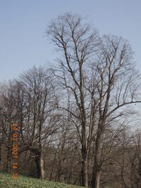 14 Linden in Frankenhausen