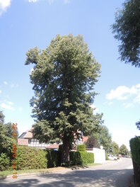 2 Linden an der Stra&szlig;e in Lauenhain