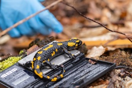 Ein Feuersalamander wird gewogen.