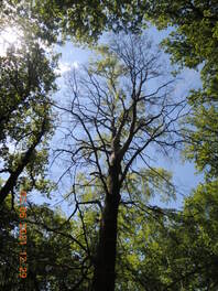 Buche am Koberbachhang Gemarkung Ru&szlig;dorf
