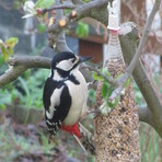 Buntspecht an der Futterstelle
