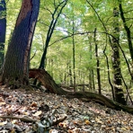 Auwald am Neumarker Bach