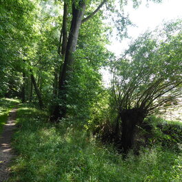 FND "Bachgrund Weidenwegbr&uuml;cke" in der Gemarkung Crimmitschau