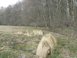Rispensegge auf der Feuchtwiese an der Sparte Waldfrieden