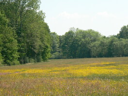 Wiese im Koberbachgrund