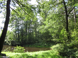 Erlenbruch am Bummerloch