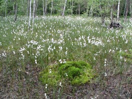 Wollgras im Naturschutzgebiet Moosheide Obercrinitz