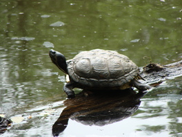Schildkr&ouml;tenteich im R&uuml;mpfwald