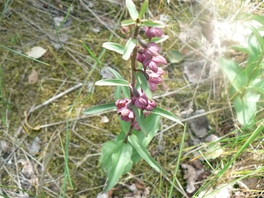 Braunroter Sitter im FND "Halde 11"