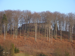 Schlossberghang Haag in Hartenstein