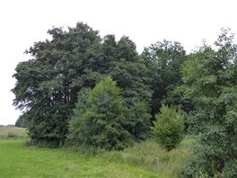 FND "Bruchwald s&uuml;dwestlich Br&auml;unsdorf"