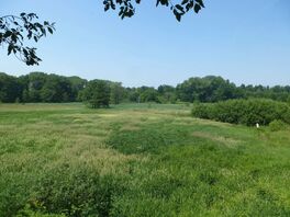 Landschilfbestand am Tierpark