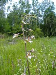 Sumpfwurz im Steinbruch Kaufungen