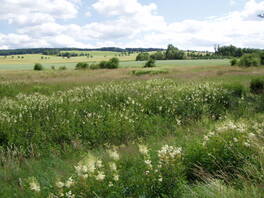 Hermannsdorfer Feuchtgebiet