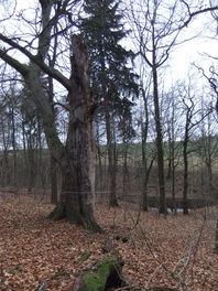 Bauerwald in R&ouml;dlitz