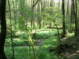 Erlenbruch im Burgwald in M&uuml;lsen St. Niclas