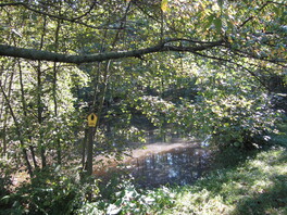 Erlenbruch im Stangendorfer Wilhelmsgrund