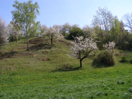 Halbtrockenrasen am Tannersberg