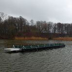 im Staussee Glauchau gibt es jetzt eine Brutvogelinsel f&uuml;r die Lachm&ouml;wen