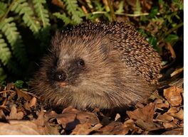ein Igel auf Nahrungssuche im Laub