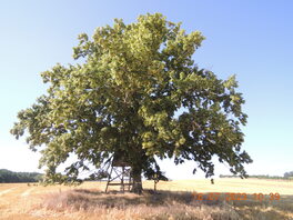 Linde im Feld Gemarkung Gersdorf