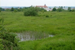 NSG "Am R&uuml;mpfwald" in Glauchau