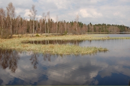 NSG "Heide und Moorwald am Filzteich" auf Hartmannsdorfer Flur