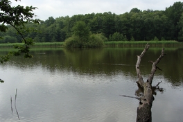 NSG "Schafteich" bei Limbach-Oberfrohna