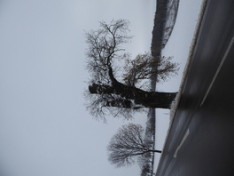 Napoleon-Eiche in Mannichswalde