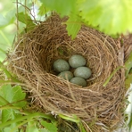 Amselnest mit Gelege