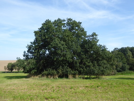 Stieleiche im Wei&szlig;bachtal Gemarkung Gablenz