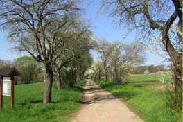 Obstbaumallee am Kreuzberg