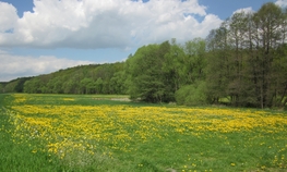 Koberbachgrund N&auml;he Lerchenberg