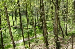 Blick in den Plotzgrund