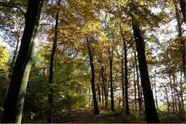 im Wei&szlig;enborner Wald