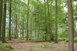 Bildh&ouml;lzer im Werdauer Wald