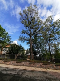 Bergulme an der Sternwarte