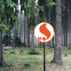 Nadelbaumbestand im Wald