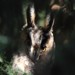 Waldohreule in Crimmitschau