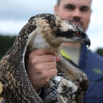 Beringter junger Fischadler